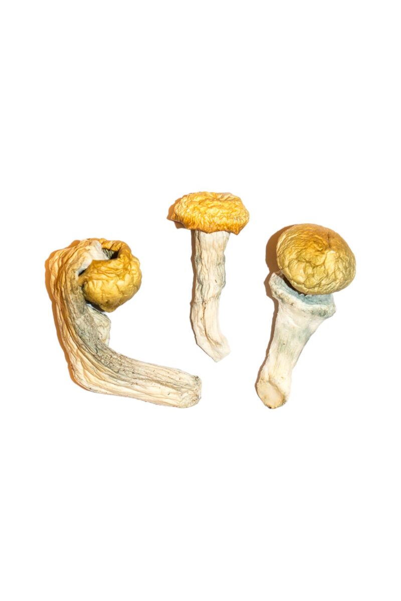 penis envy mushrooms
