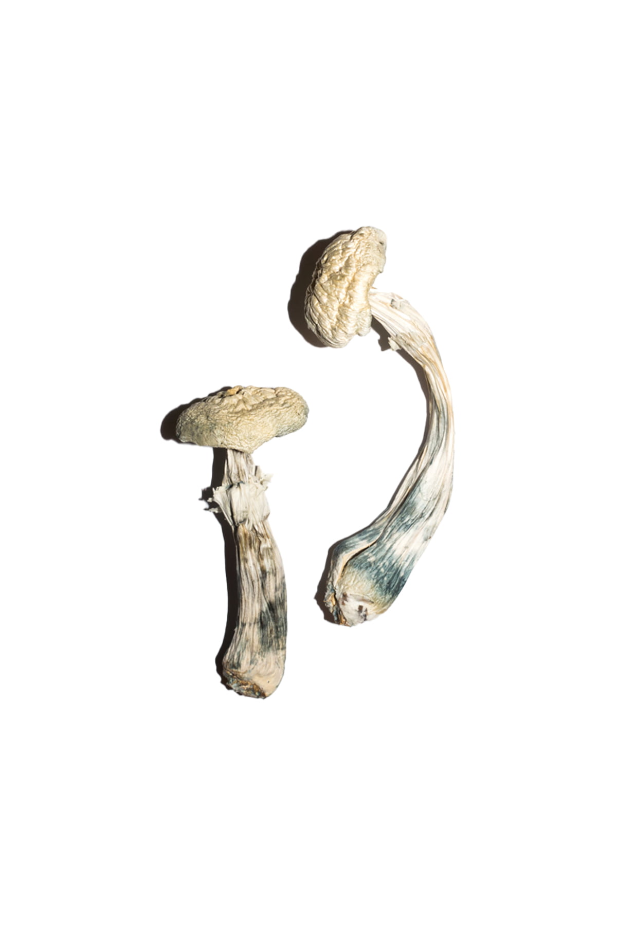 Avery Albino Mushroom
