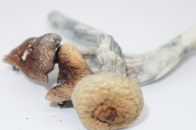 mazatapec mushroom