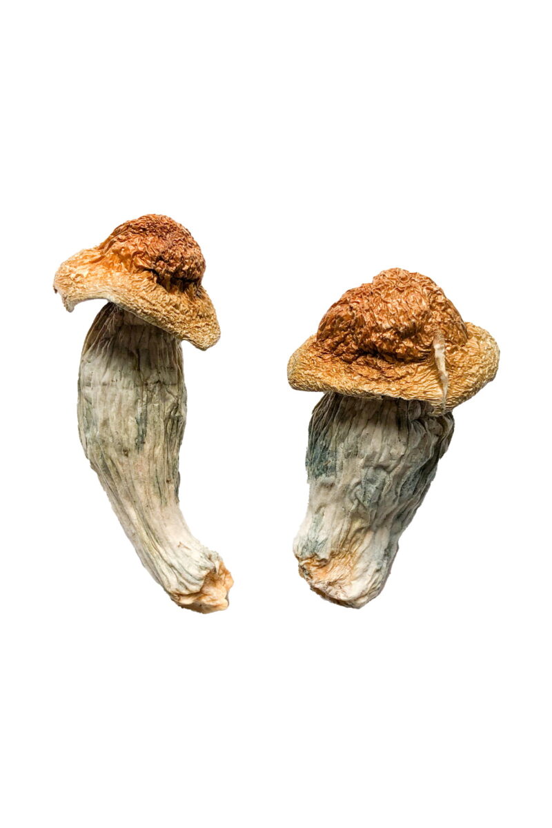 Melmac Homestead Penis Envy Magic Mushrooms