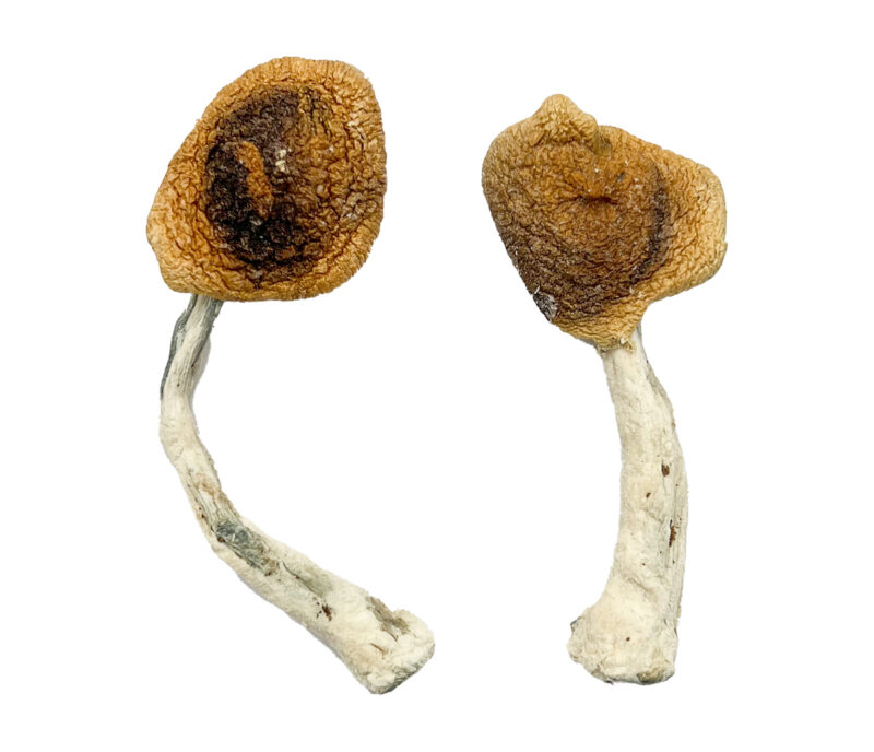 Ghelga Magic Mushrooms